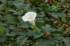 Datura innoxia